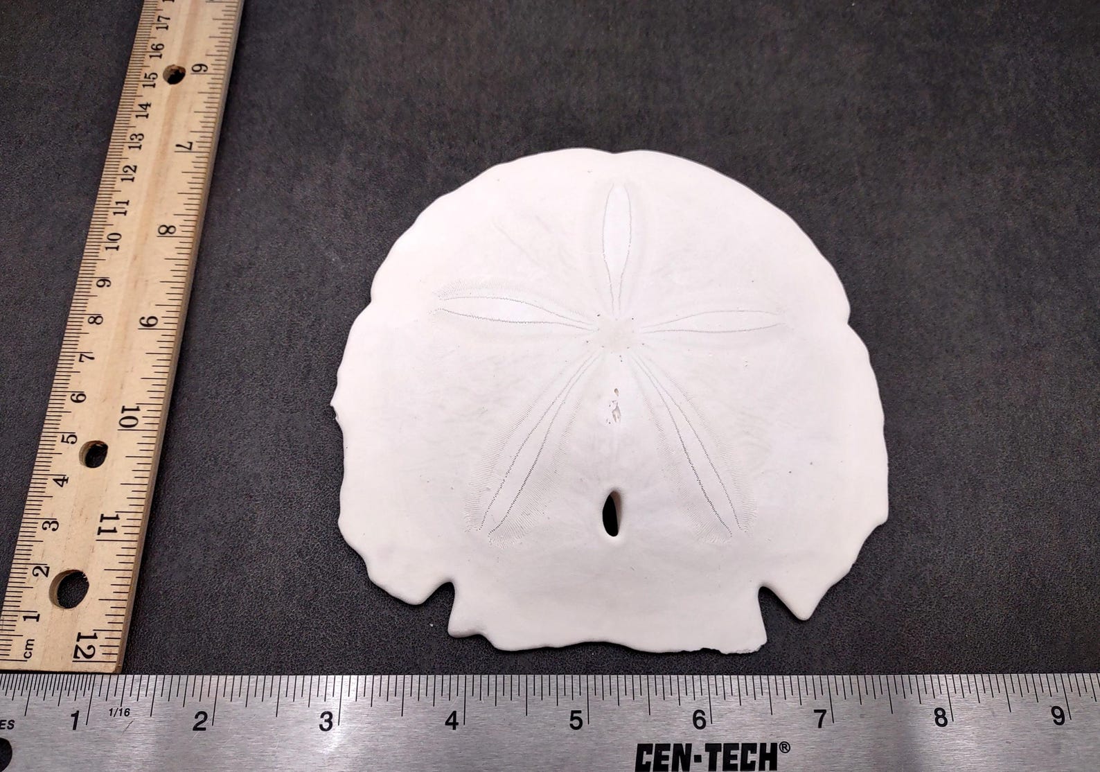 Arrowhead Sand Dollar Shell Extra Large Encope Michelini (1 Shell ...