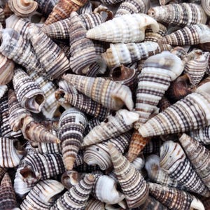 May include: A collection of numerous small, elongated sea shells featuring a spiral shape. Each shell displays a distinct pattern of alternating dark brown and white horizontal bands, with a smooth, tapered point at one end and a hollow opening.