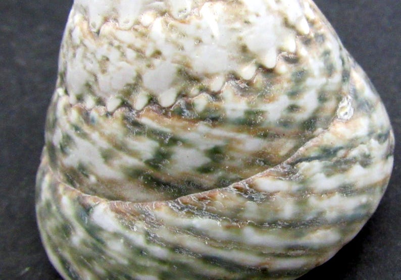 Troca Shell Part Elongated Troca Seashell Trochus Maculatus (1 Shell Approx. 2+ Inches ...
