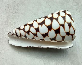 Marbled Cone Seashell Conus Marmoreus (1 shell approx. 2.5+ inches) Cone shell great to add to any collection or art project!
