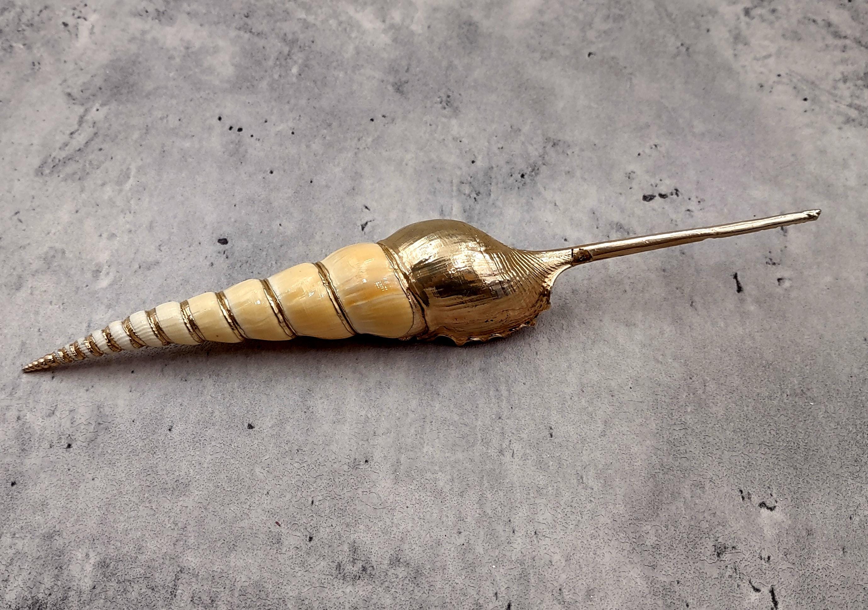 Silver Plated Shin-bone Tibia Seashell Tibia Fuscus (1 Shell Approx. 6 ...