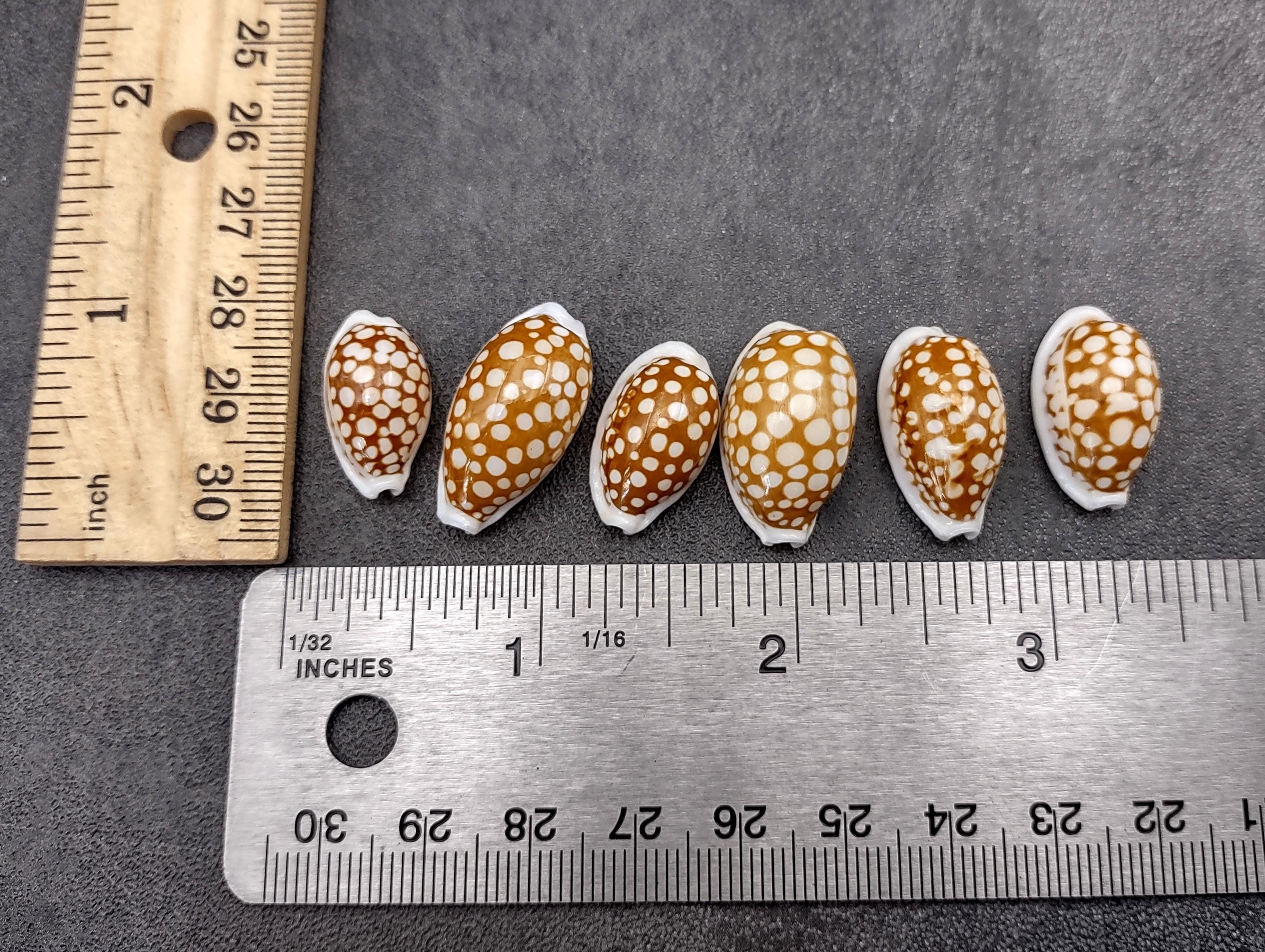 Large Sieve Cowrie Seashell Spotted Cypraea Cribraria (1 Shell Approx ...