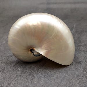 Pearlized Nautilus Seashell Polished Nautilus Pompilius (1 shell approx. 3+ inches) Pearlized Nautilus Shell for display decor & collecting!