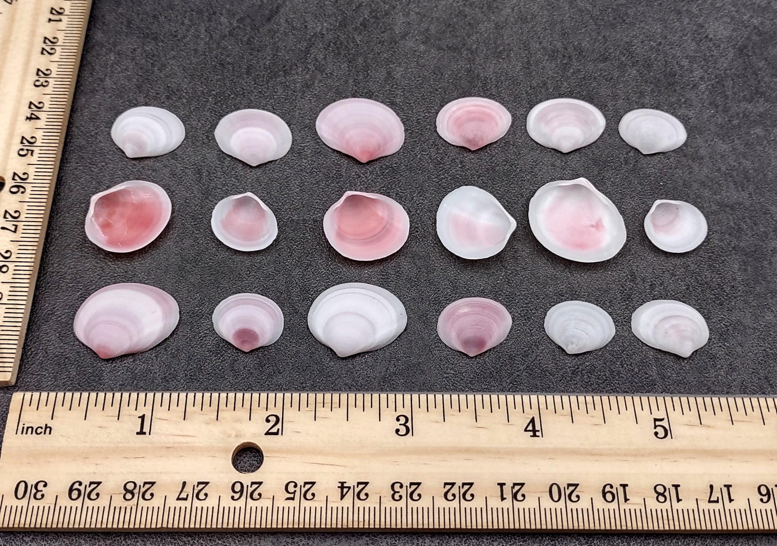 Rose Tellin Shell Rose Petal Tellin Seashell Halves Pink Eurytellina Lineata (approx. 20 ...