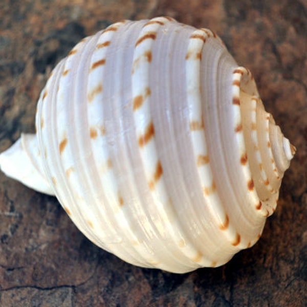 Spotted Tun Seashell Tonna Tessalata (1 shell  approx. 4+ inches)