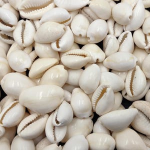 White Cowrie Seashells Bulk Cypraea Annulus (Approx. half cup 40+ shells 0.5+ inches) White Top cowry shells for coastal crafts & jewelry!