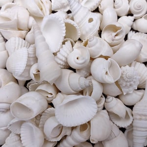 May include: A collection of various white seashells, including spiral, conical, and fan-shaped varieties. The shells are tightly packed together, showcasing their natural textures and forms. The image is a close-up, highlighting the details of each shell.