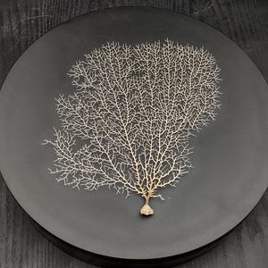 White Sea Fan Coral (1 seafan approx. 7-9+ inches) White Sea Fan Coral for coastal crafting home décor wall art framing or collecting!