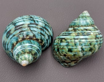 Polished Silver Mouth Turbo Seashells Turbo Argyrostoma (2 shells approx. 2+ inches) Shells for coastal crafting decor & collections!