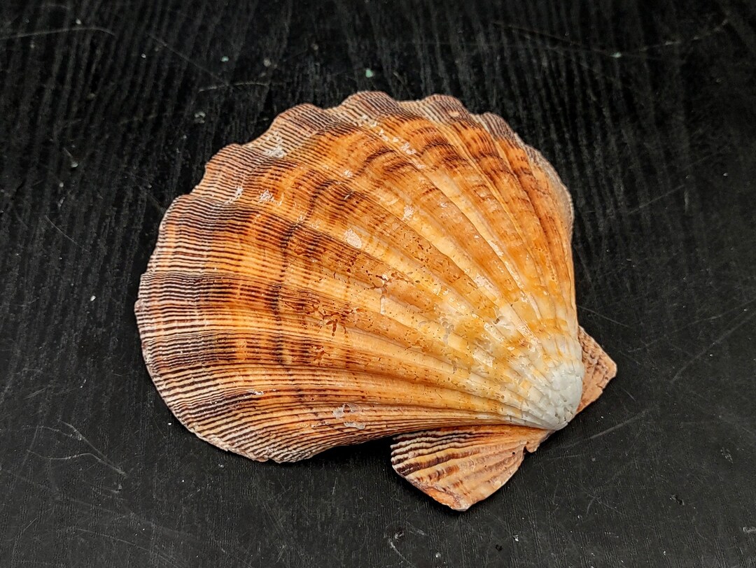 Orange Lion's Paw Scallop Seashell Pecten Subnodosus (1 Shell Approx. 5 ...