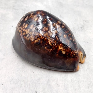 Humpback Cowrie Seashell Dark Brown Cypraea Mauritiana (1 shell approx. 3+ inches) Spotted Brown Mourning Cowrie for display & collecting!