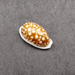 Large Sieve Cowrie Seashell Spotted Cypraea Cribraria (1 shell approx. 1+ inches) Tan Spotted Sieve Cowrie shells for collecting & display!