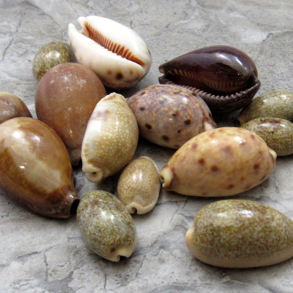 cowrie shell headpiece