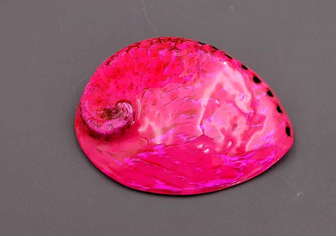 Polished Hot Pink Abalone Midas Dyed Seashell Haliotis Midae (1 Shell ...