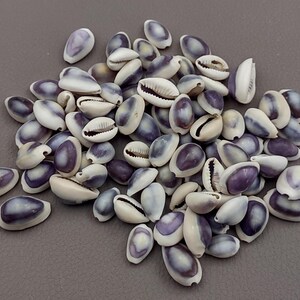 Purple Top Cowrie Seashells Cypraea Annulus (approx. Half Cup 45 ...