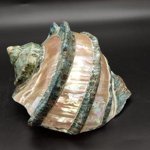Giant Banded Turbo Shell Turbo Marmoratus (1 shell approx. 7L x 4.5H x 6.5D inches) Great shells for coastal decor, & collections!