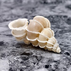 Precious Wentletrap Seashell - Epitonium Scalare - (1 shell approx. 1.5-2 inches).. One spiral shell with unique defining features. Copyright 2022 SeaShellSupply.com.