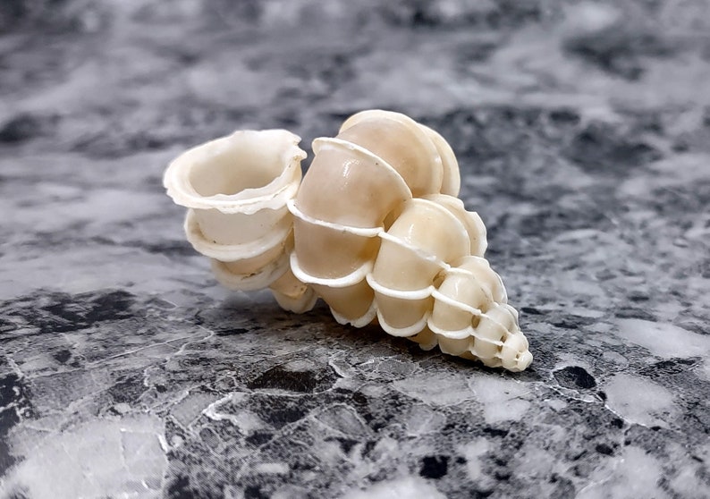 Precious Wentletrap Seashell - Epitonium Scalare - (1 shell approx. 1.5-2 inches).. One spiral shell with unique defining features. Copyright 2022 SeaShellSupply.com.