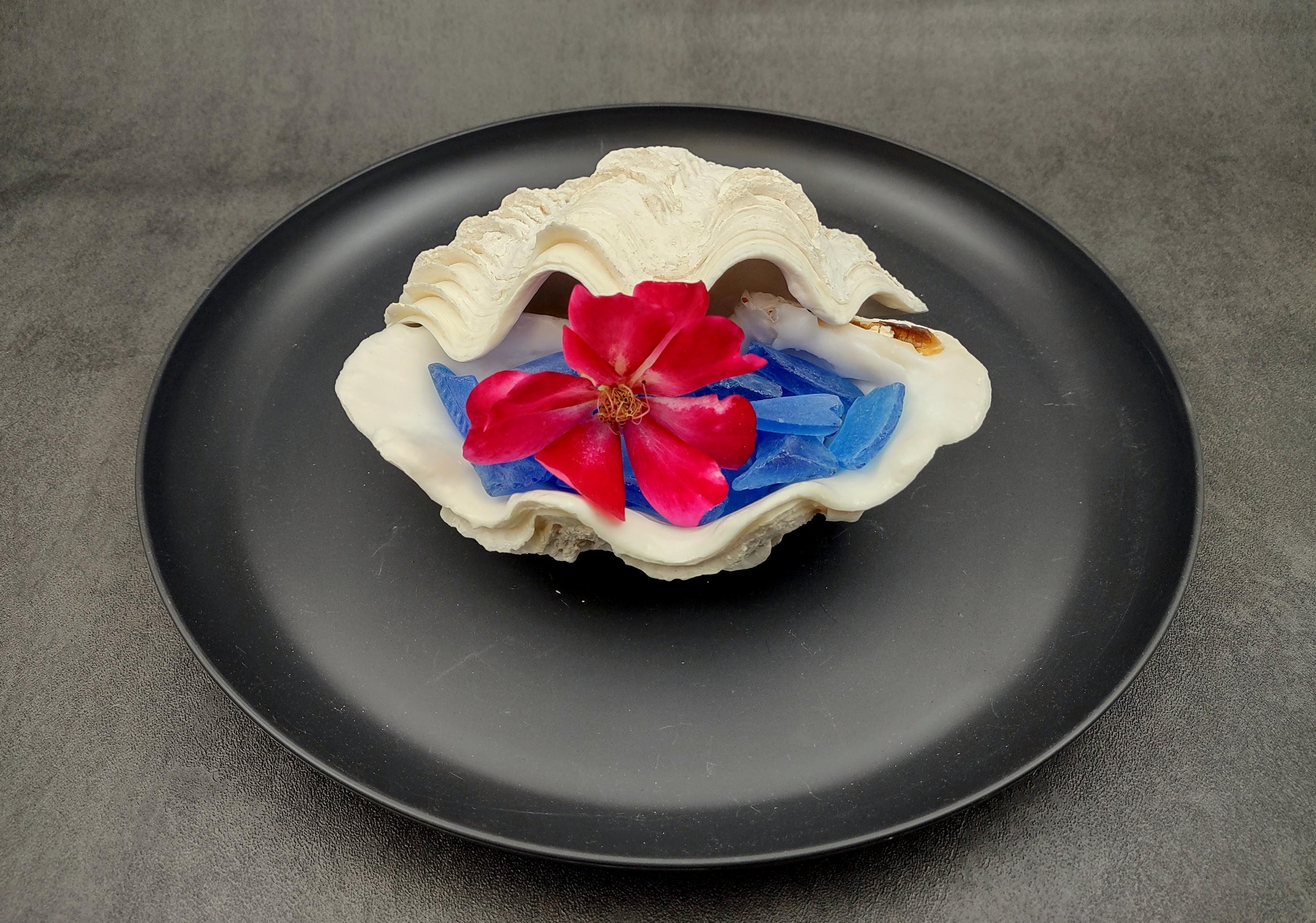 De Rasa Shells Derasa Clam Seashell White Tridacna Derasa (1 Shell Approx. 5+ Inches ...