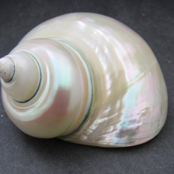 Pearlized Jade Turbo Shell - Turbo Burgessi - (1 shell approx. 3.5-4 inches)