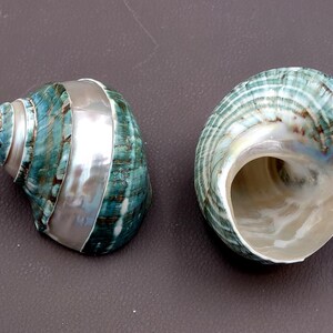 Polished Jade Turbo Shell w/Pearlized Stripe (3-3.5 inches) - Turbo Burgessi. jade spiral shells laying out for one to show the gold and green design white the other shows the opening. Copyright 2022 SeaShellSupply.com.