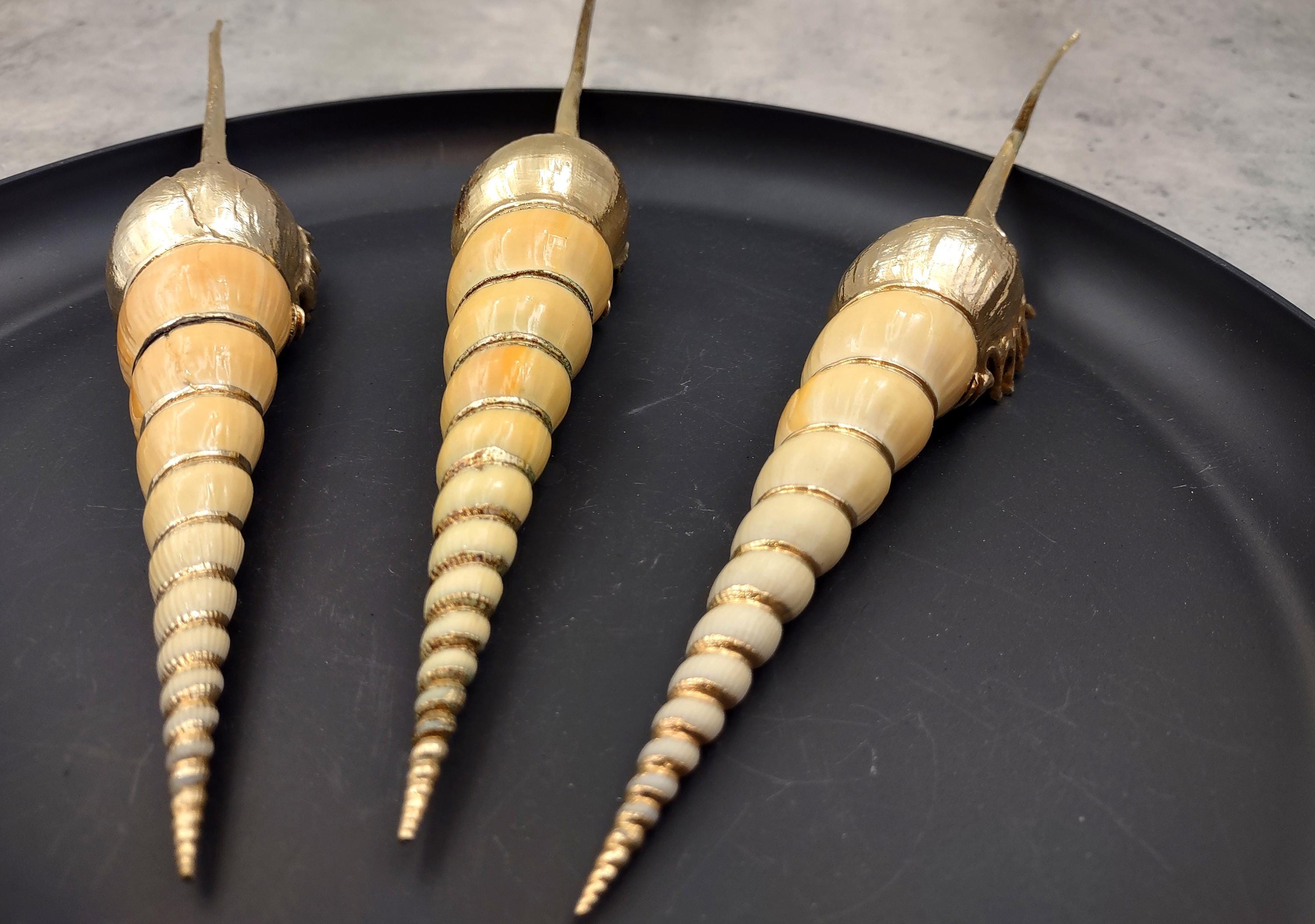 Silver Plated Shin-bone Tibia Seashell Tibia Fuscus (1 Shell Approx. 6 ...
