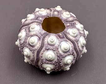XXL Purple Sputnik Sea Urchin Phyllacanthus Parvispinus (1 urchin approx. 3+ inches) Purple Sputnik Sea Urchin for air plants & collecting!