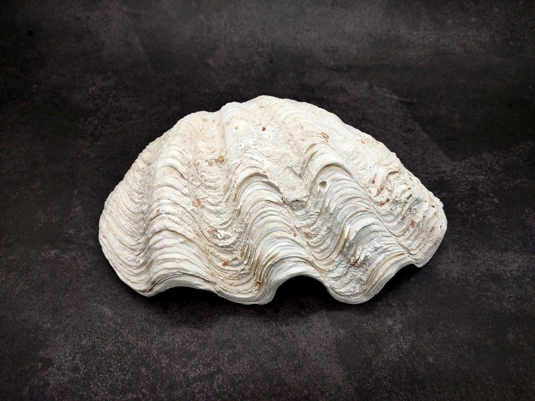 Derasa Clam Seashell Half White Tridacna Derasa (1 Shell Approx. 7 ...