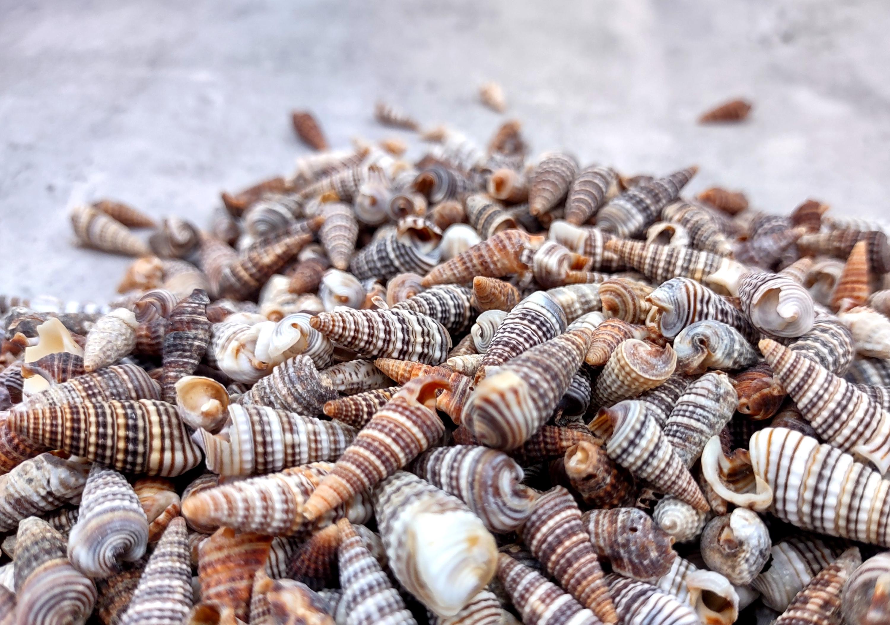 Channeled Cerith Seashells Spiral Cerithium Molniferus (approx. Half ...