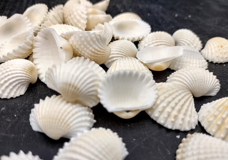 Many Ribbed Ark Shell White Ark Clam Seashells Andara Granosa (approx. Half Cup +/-50 Shells ...