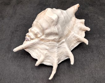 Lambis Truncata Big Sea Shell 24-26cm / Seashell Accent / Beach