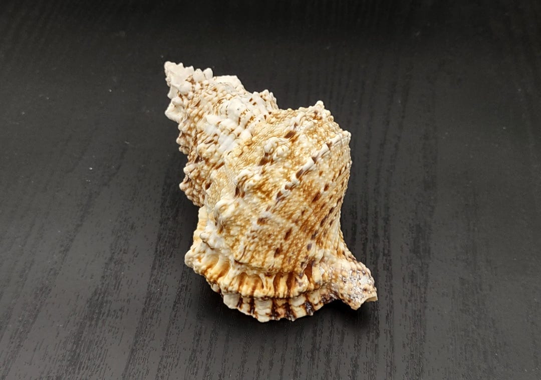 Giant Frog Seashell Bursa Bubo (1 Shell 4+ Inches) Lovely Shells for ...