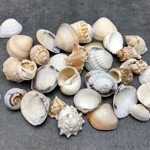 May include: A collection of various seashells in shades of white, beige, and brown. The shells vary in size and shape, with smooth and textured surfaces. Some shells have spiral patterns, while others are fan-shaped.