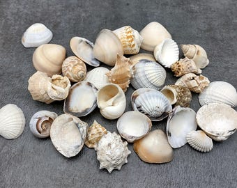 Medium Seashell Assorted Ocean Mix (approx. 1 cup +/-30 shells 1-1.5+ inches) Medium Shell Assortment for coastal crafting & decoration!