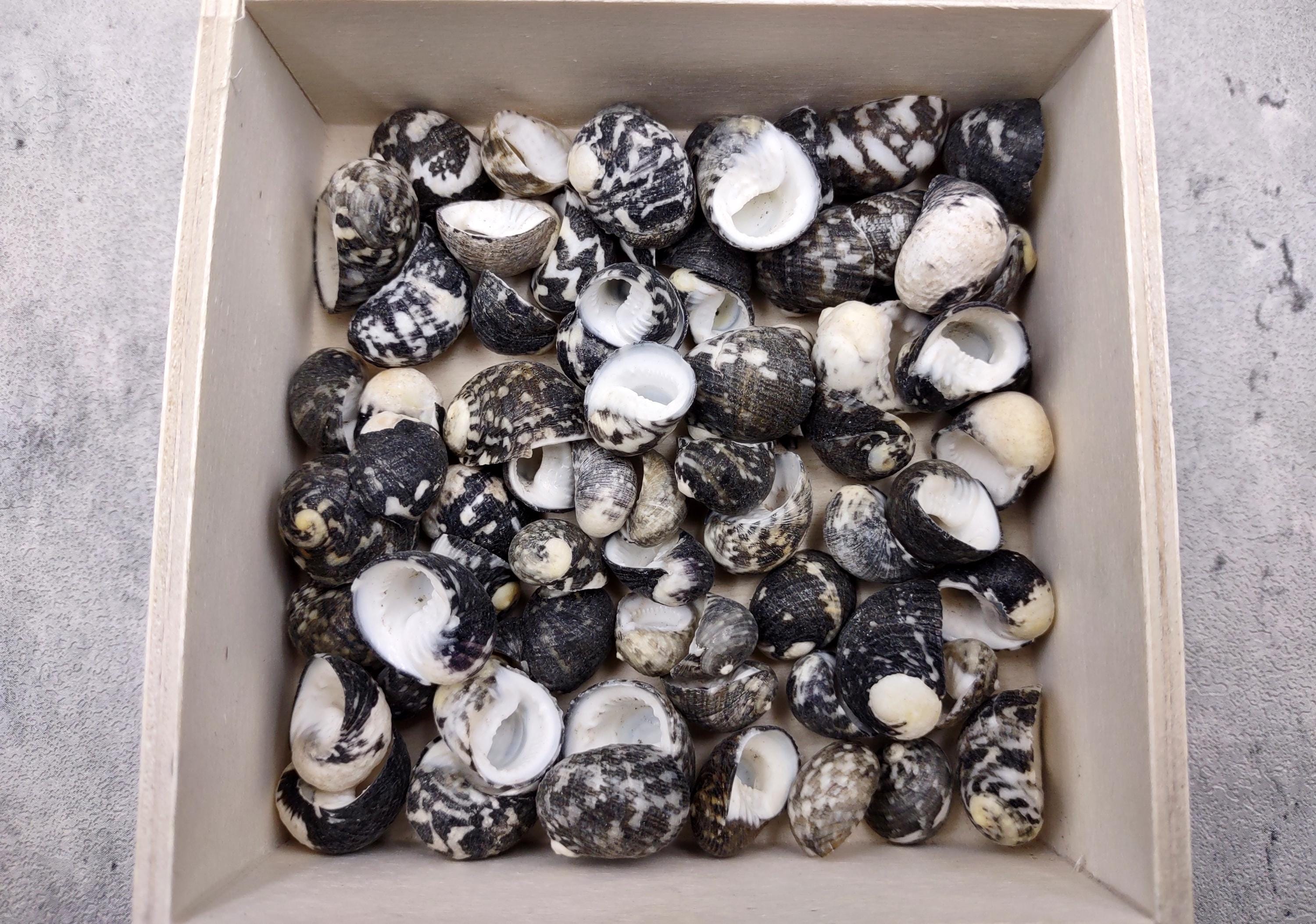 Black Moon Seashells Nerita Peloronta (approx. Half Cup +/-45