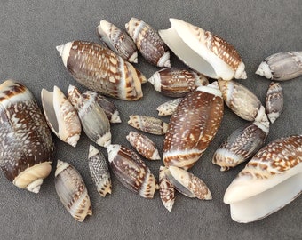 Dark Olive Shell Assortment - (approx. 20-25 shells 1-2.5 inches)