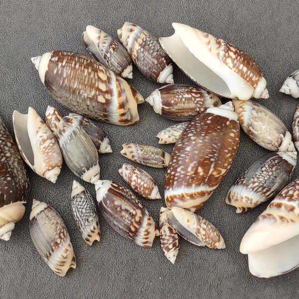 Dark Olive Shell Assortment - (approx. 20-25 shells 1-2.5 inches)