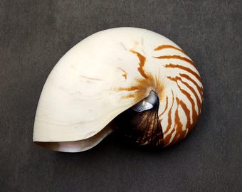 Natural Nautilus Seashell Nautilus Pompilius (1 shell approx. 7+ inches) Large Tiger Nautilus Shell for coastal display or collections!