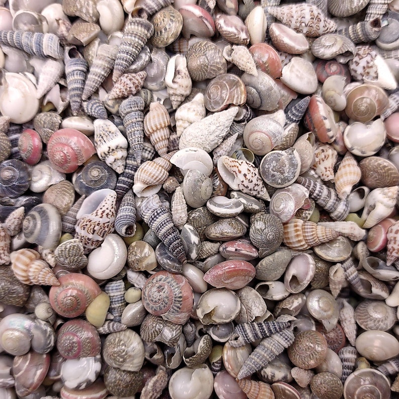 Extra Tiny Seashell Assorted Ocean Mix (approx. 1 Kilogram Shells 0.25 ...