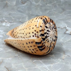 Beech Cone Polished Seashell - Conus Betulinus - (1 shell approx. 3.5-4 inches)