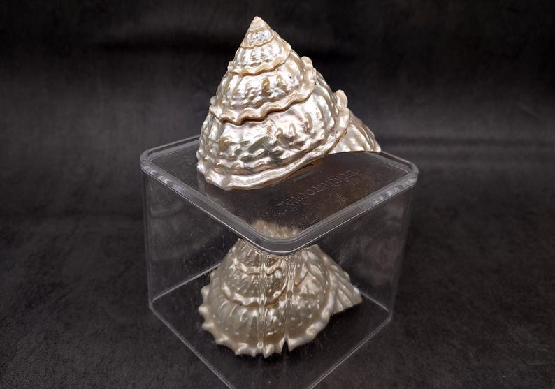 Pearlized Wavy Turban Seashell Astraea Turbanicum (1 Shell Approx. 4 ...