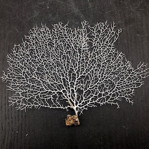 White Sea Fan Coral Gorgonia Ventalina (1 fan approx. 5-6+ inches) Adorable sea fan for any coastal projects or as a collection addition!