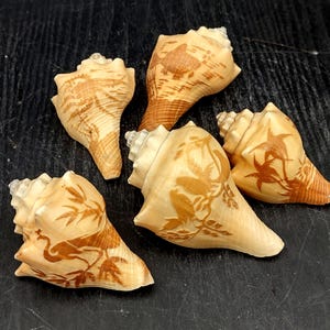 Carved Conch Shell Decorative Fish Octopus Peacock Sunset Lovebirds (5 shells approx. 3+ inches) Conch Shells for crafts & display!