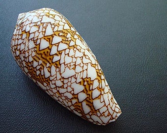 Cloth of Gold Cone Seashell - Conus Textile - (1 shell approx. 2.5-3 inches)