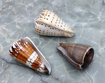 Large Cone Seashell Assortment (3 shells approx. 2.5+ inches)