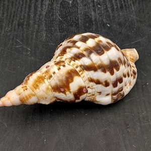 Caribbean Triton Seashell Charonia Tritonis (1 shell approx. 5+ inches) Swell shells for coastal crafting decor & collections!