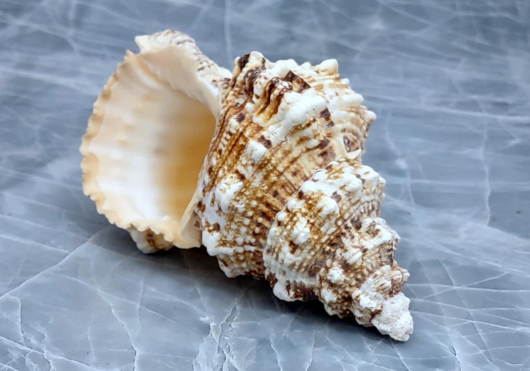 Shell Frogs Giant Frog Seashells Brown Tan Orange Bursa Bubo (1 Shell Approx. 6 ...