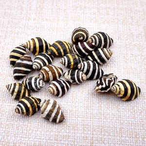 Bee Hive/Bumble Bee Seashells - Engina Mendicaria - (20 shells approx. .25-.5 inches). Multiple black and white stripped shells in pile. Copyright 2024 SeaShellSupply.com.