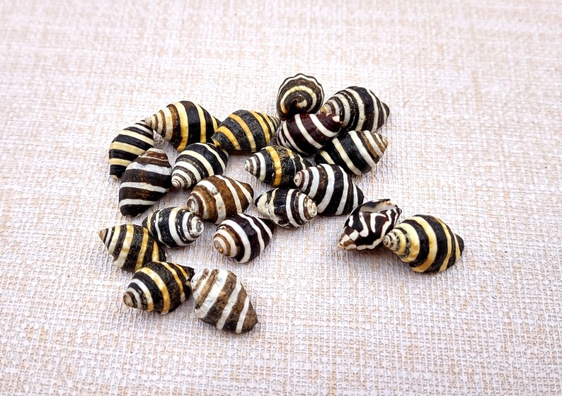 Bee Hive/Bumble Bee Seashells - Engina Mendicaria - (20 shells approx. .25-.5 inches). Multiple black and white stripped shells in pile. Copyright 2024 SeaShellSupply.com.