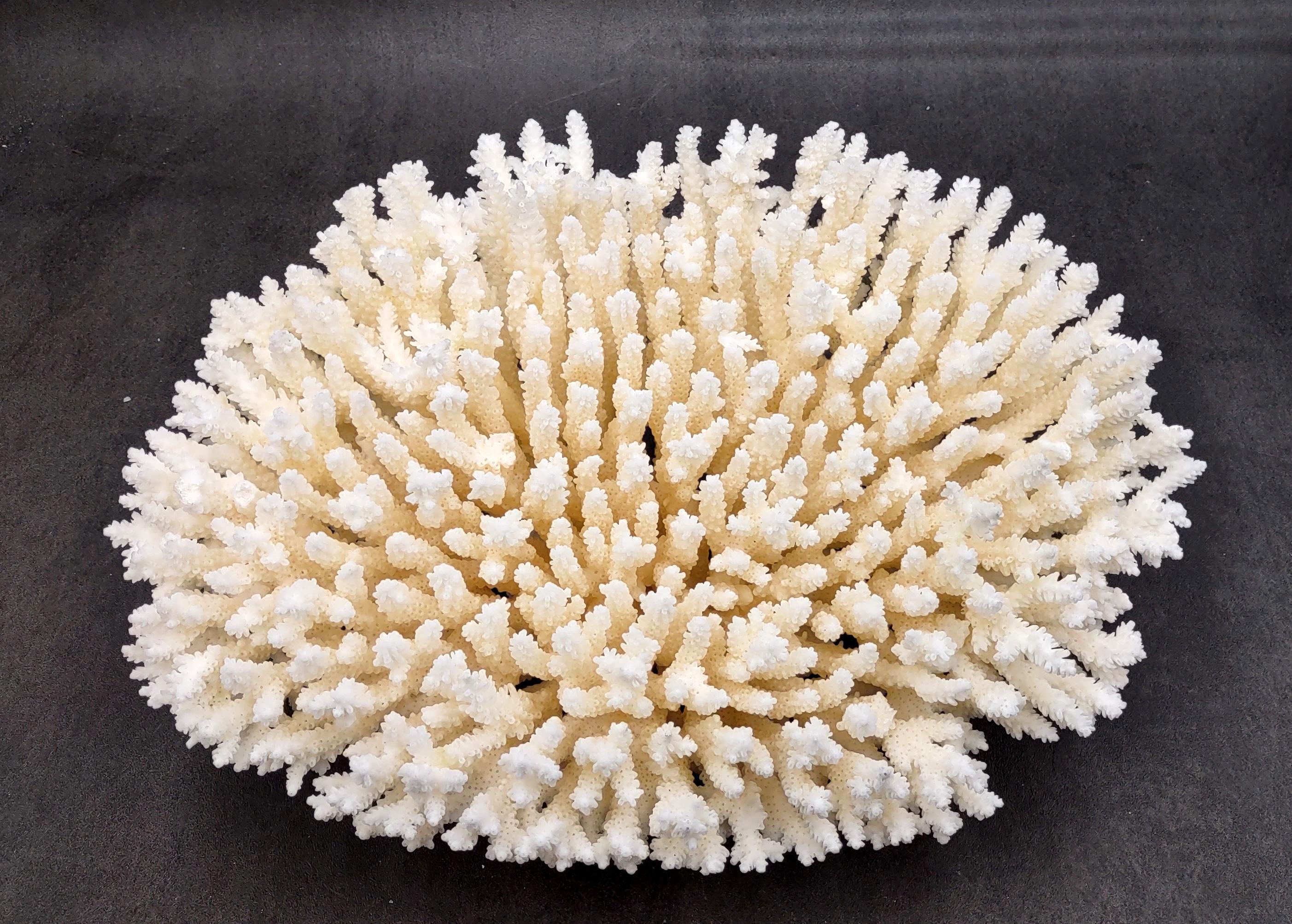 coralcoralページ White Table Coral Large Cluster Acropora Latistella (1 Coral
